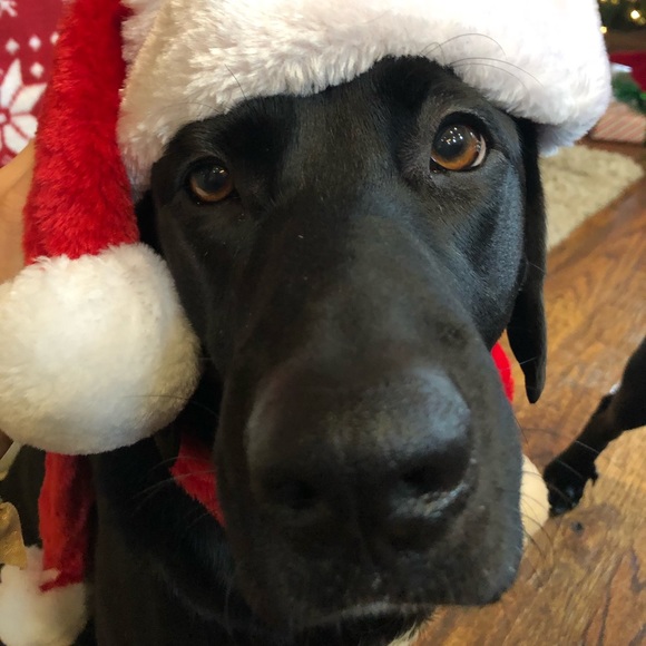 Meet your Posher, Tisha - Picture 3 of 8